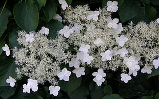 white petaled flowers near green leaves